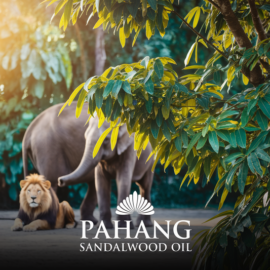 Pahang Sandalwood Essential Oil